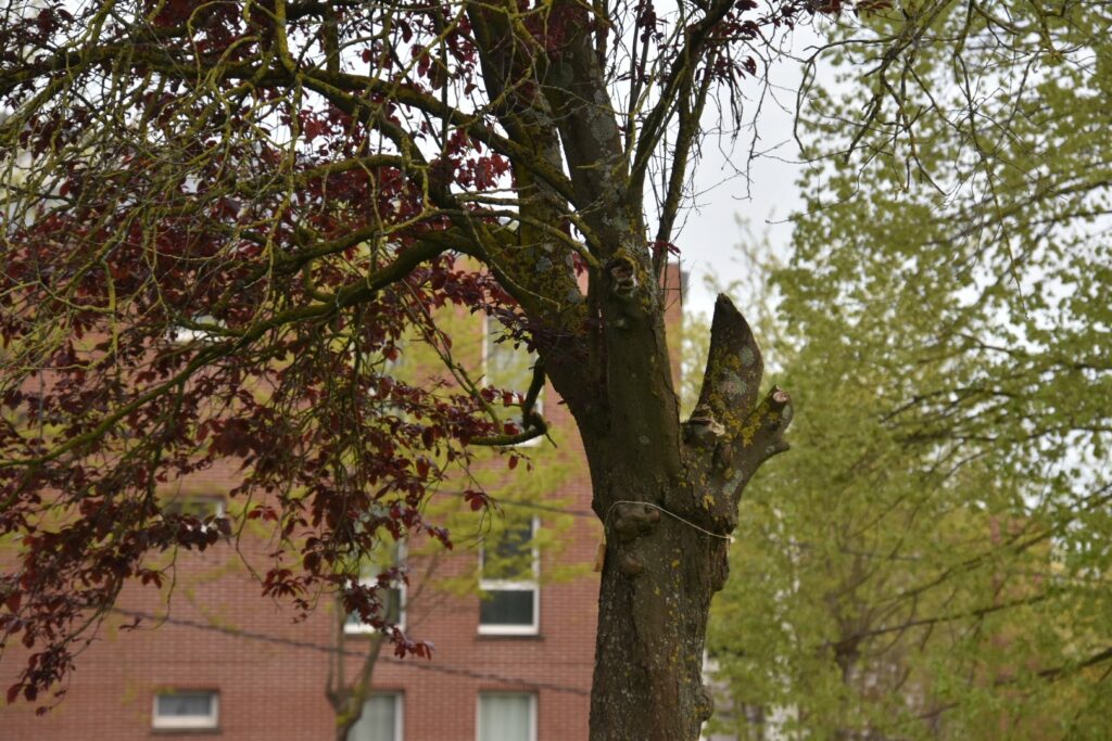  Vue d'un arbre du parc Georges Clemenceau à Livry-Gargan, présentant des traces de taille sévère. Les coupes visibles sur les branches principales témoignent de l'intervention effectuée en 2024. Ce traitement met en évidence l'importance de privilégier des méthodes de taille douce pour préserver la santé et l'esthétique des arbres urbains.