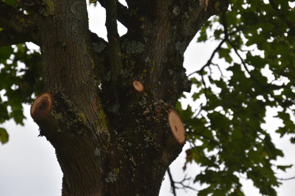 Gros plan sur un arbre du parc Georges Clemenceau à Livry-Gargan, ayant subi une taille sévère. Les coupes visibles sur le tronc montrent les impacts de cette intervention drastique effectuée en juin 2024. Ce traitement souligne la nécessité de méthodes de gestion des arbres plus douces pour préserver leur santé et leur esthétique naturelle.