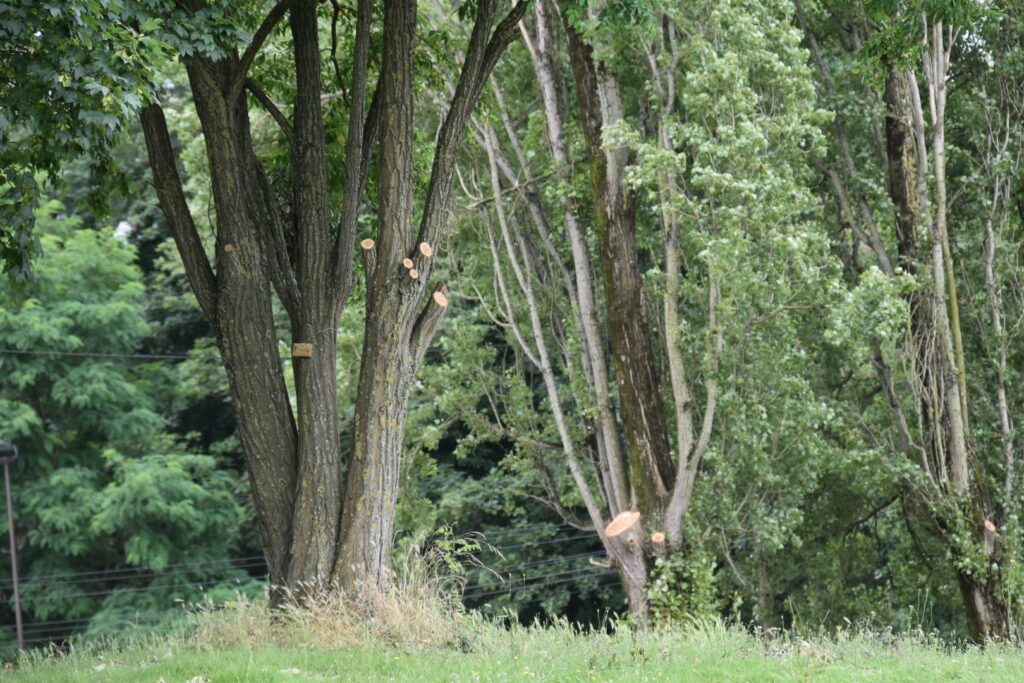 Peuplier du parc Georges Clemenceau à Livry-Gargan, classé comme séquence paysagère remarquable pour ses arbres d'alignement. Ce peuplier a subi une taille drastique en juin 2024, affectant sa structure naturelle et son esthétique. Ces interventions mettent en lumière l'importance d'une gestion équilibrée et respectueuse des arbres urbains.