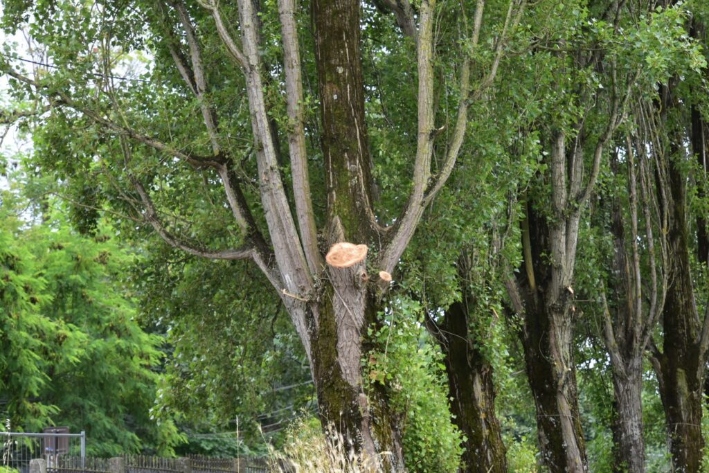 Peuplier du parc Georges Clemenceau à Livry-Gargan, classé comme séquence paysagère remarquable pour ses arbres d'alignement. Ce peuplier a subi une taille drastique en juin 2024, affectant sa structure naturelle et son esthétique. Ces interventions mettent en lumière l'importance d'une gestion équilibrée et respectueuse des arbres urbains.