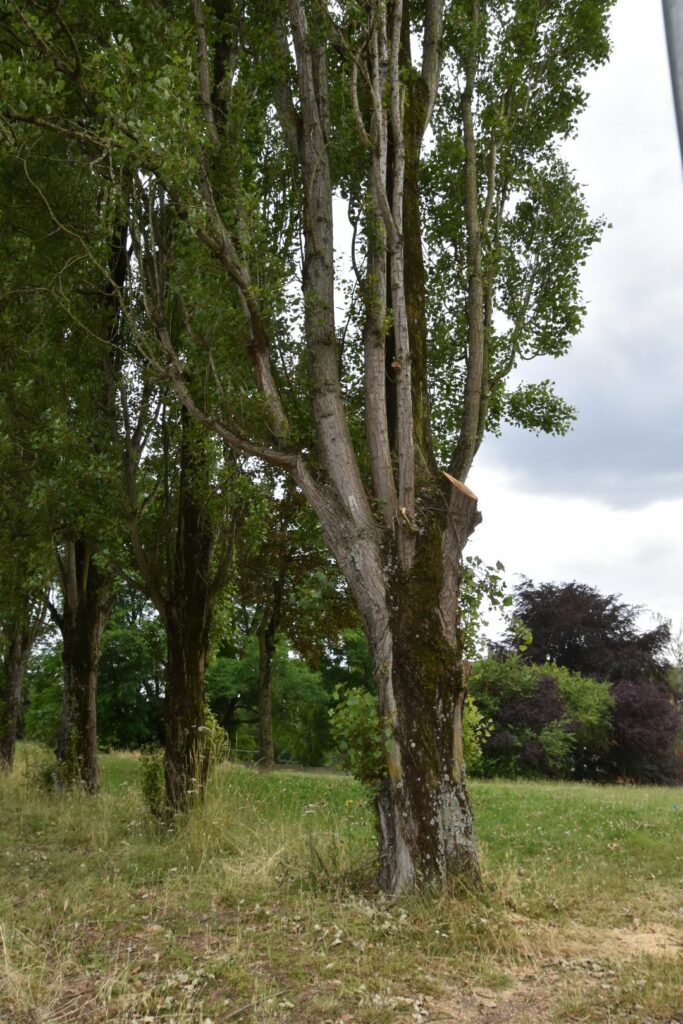 Peuplier du parc Georges Clemenceau à Livry-Gargan, classé comme séquence paysagère remarquable pour ses arbres d'alignement. Ce peuplier a subi une taille drastique en juin 2024, affectant sa structure naturelle et son esthétique. Ces interventions mettent en lumière l'importance d'une gestion équilibrée et respectueuse des arbres urbains.