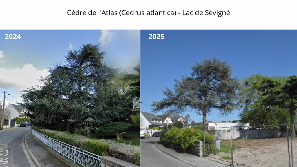 Livry-Gargan — Lac de Sévigné : cèdre de l’Atlas (Cedrus atlantica), comparatif 2024–2025 ; à gauche, houppier étendu ; à droite, silhouette plus courte avec branches basses raccourcies.