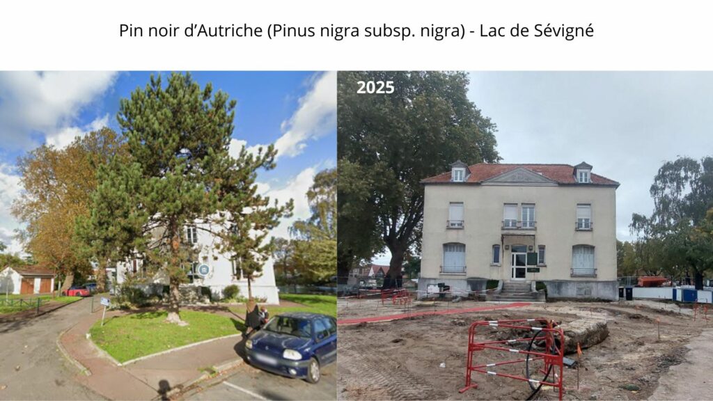 Livry-Gargan — Lac de Sévigné : montage comparatif du pin noir d’Autriche en parvis des anciennes eaux thermales ; à gauche, arbre présent (état antérieur) ; à droite, parvis en chantier sans l’arbre (2025).